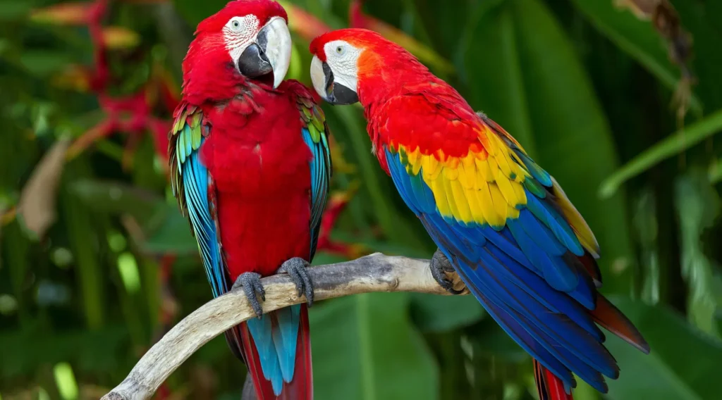 Macaws