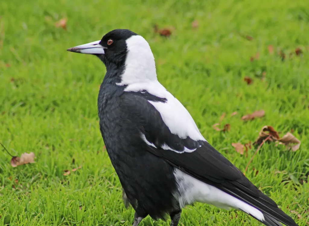 Magpie - Top 10 Black and White Birds You Can Spot in Your Backyard