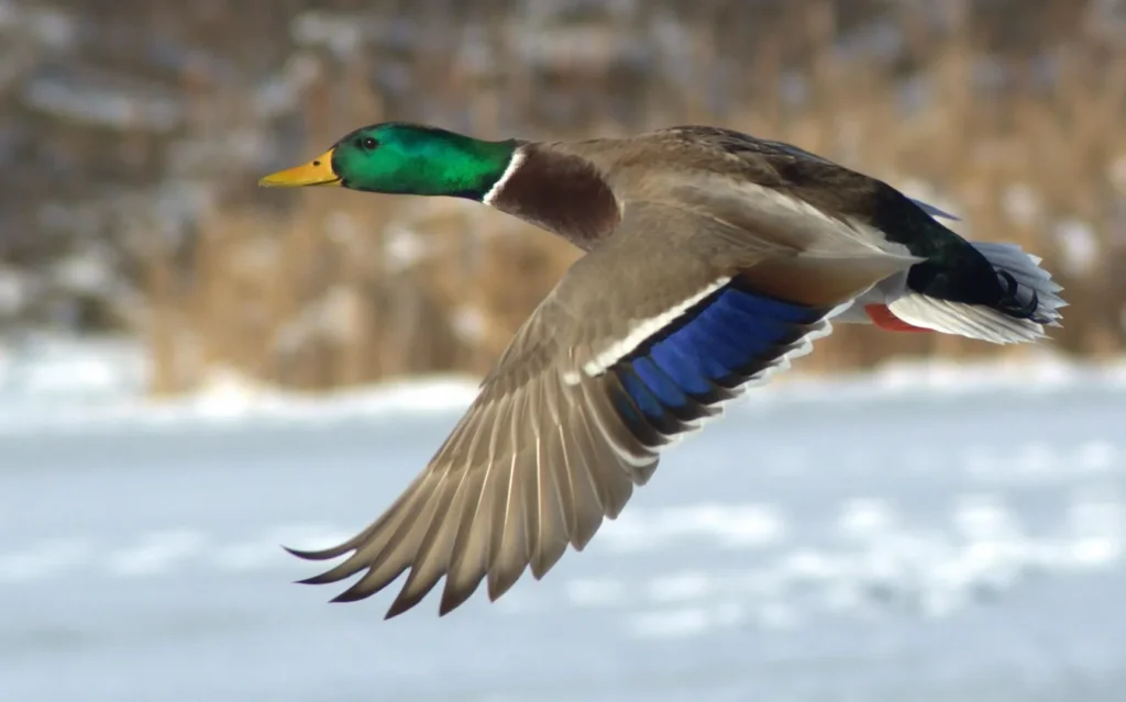 Mallard Duck (Anas platyrhynchos) - Spanish Ducks