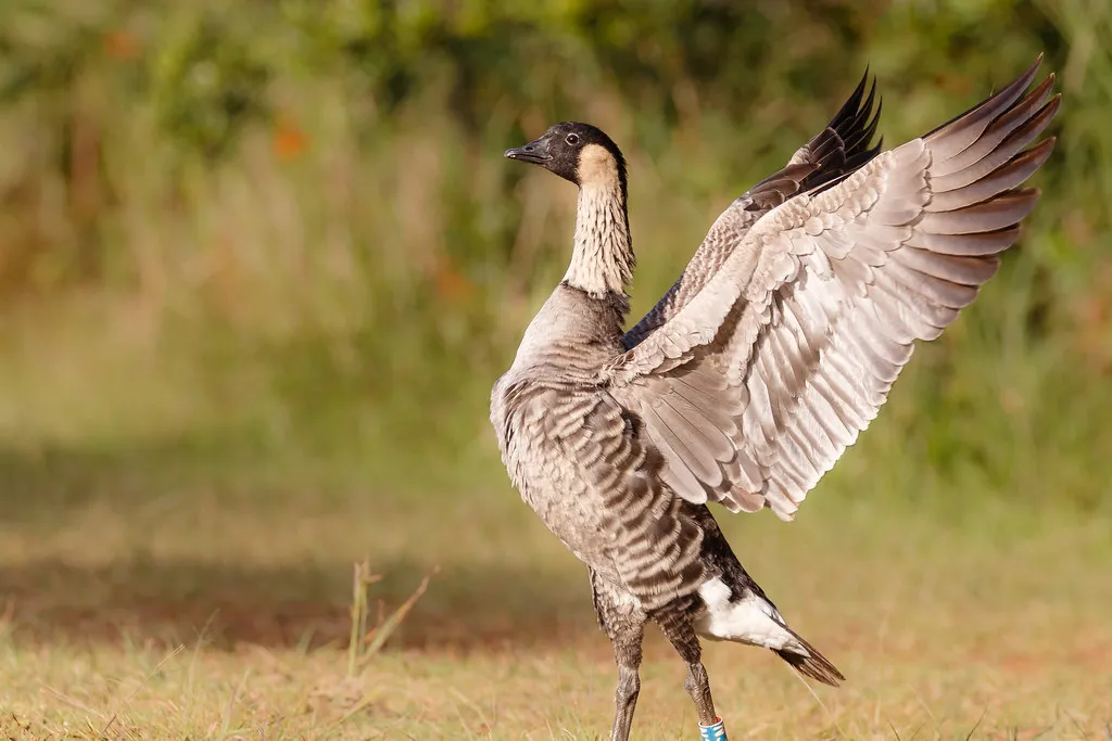 Nene: The Endangered Hawaiian Goose