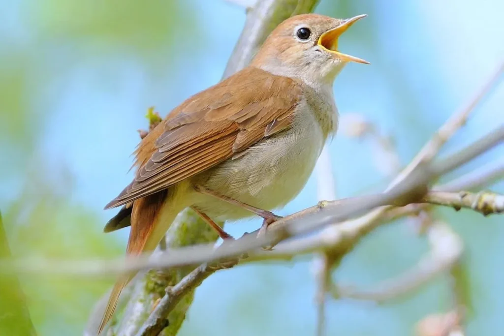 Nightingale: The Melodious Songbird - Birds That Start with N