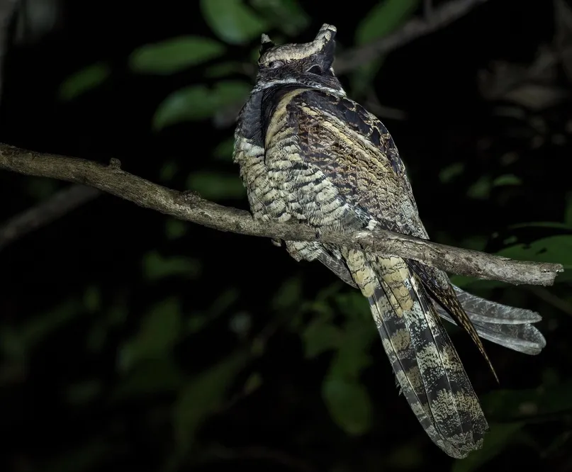 Nightjars & Nighthawks - Do Birds Fly at Night