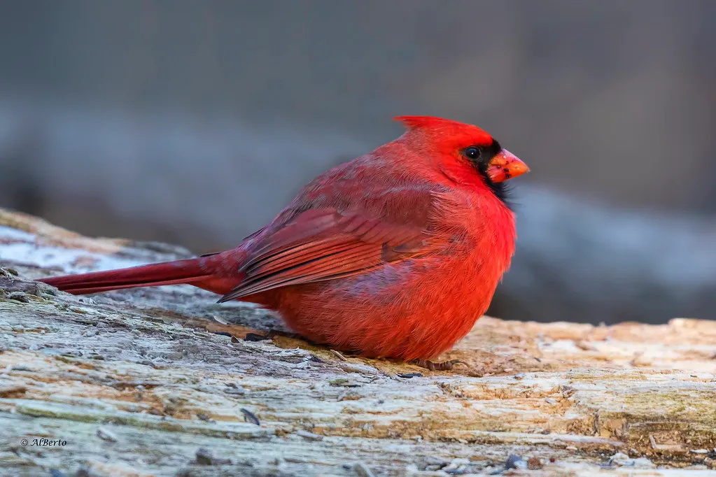 Northern Cardinal: A Vibrant Backyard Beauty