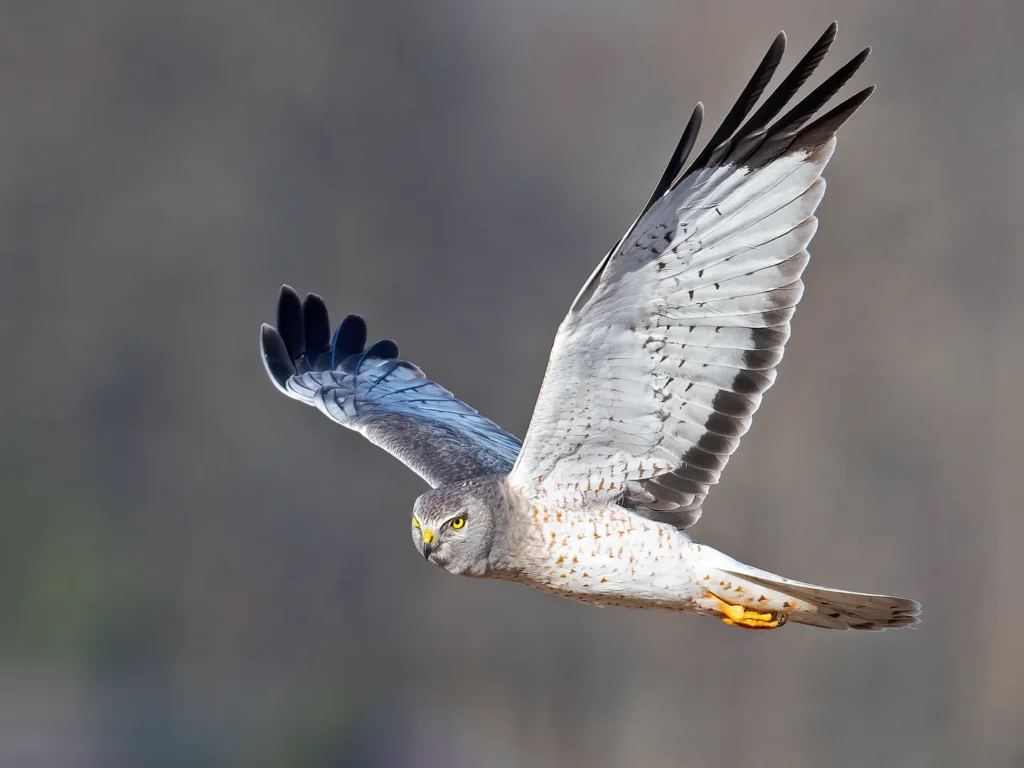 Northern Harrier: The Graceful Hunter