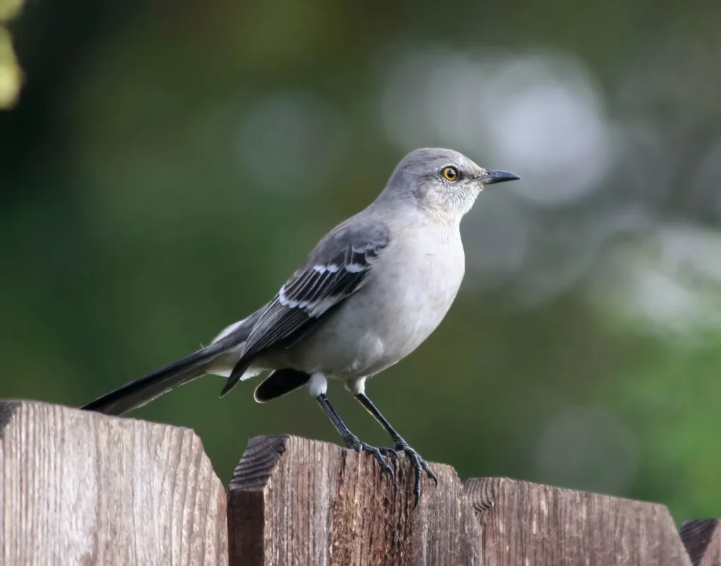 Northern Mockingbird - Top 10 Black and White Birds You Can Spot in Your Backyard