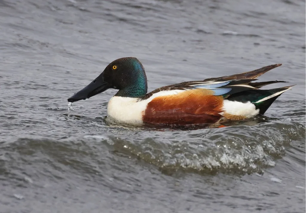 Northern Shoveler (Anas clypeata) - Spanish Ducks