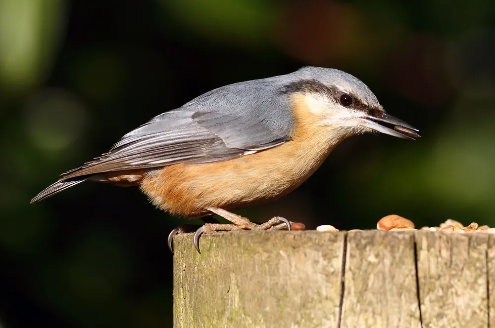 Nuthatch: The Agile Acrobat of Trees