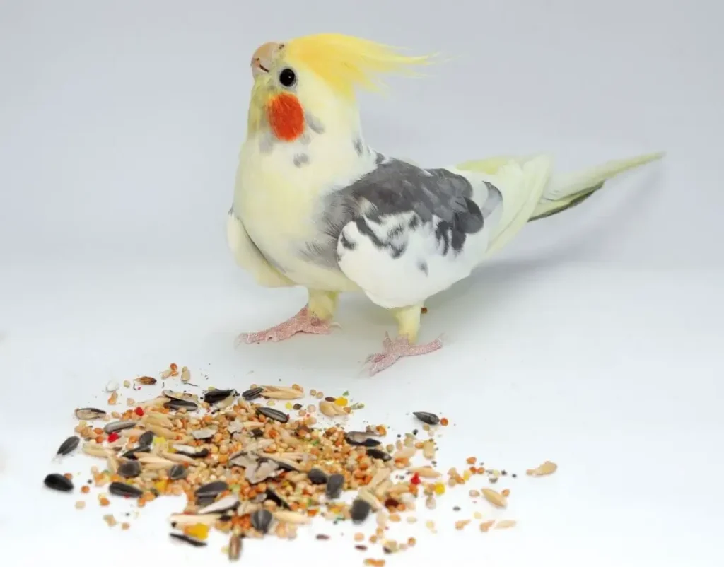 Nutritional Needs of Cinnamon Cockatiels