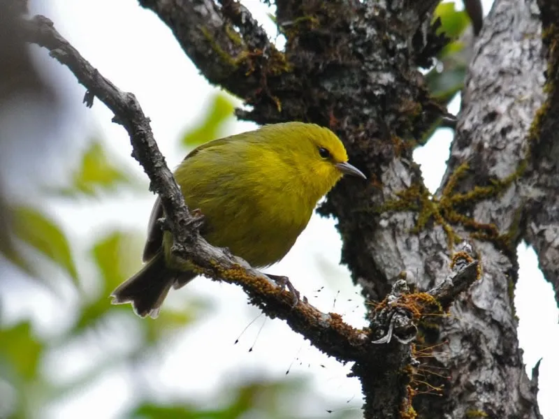 Oahu Alauahio (Paroreomyza maculata) - Top 10 Endemic Birds of Oahu