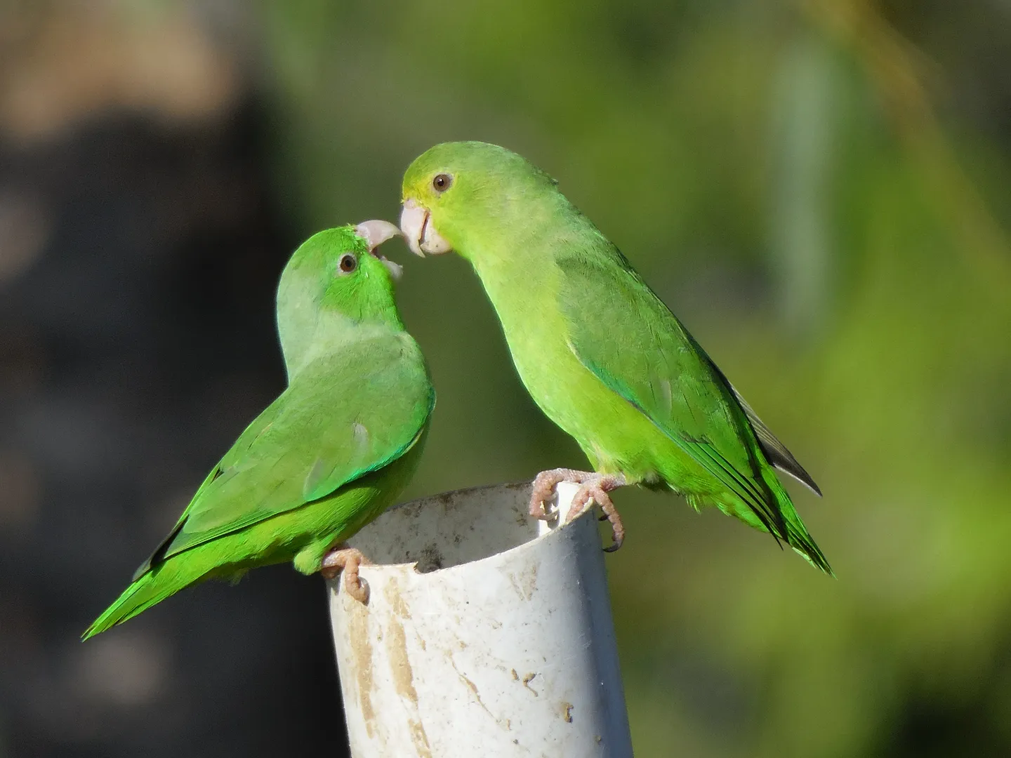 Parrotlets