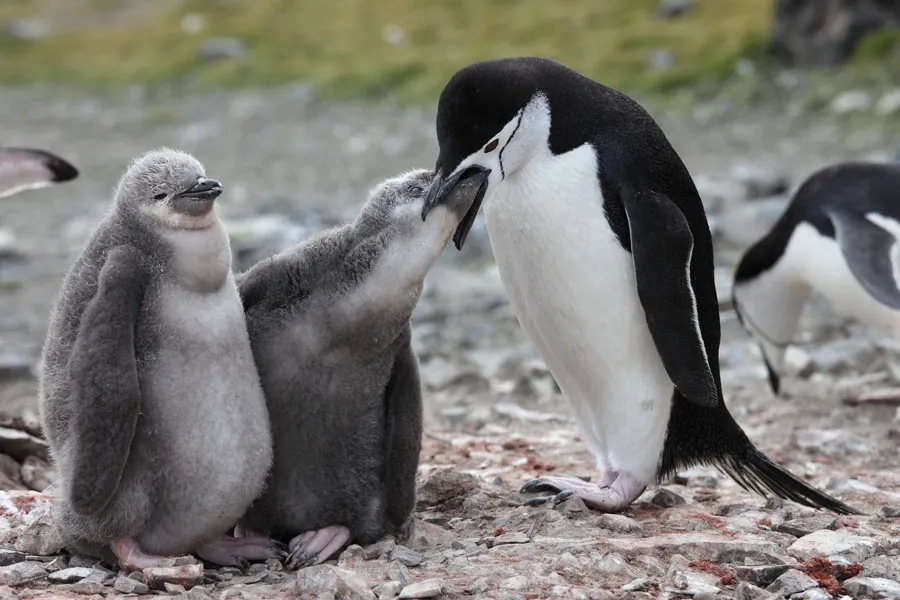 Penguin Feeding Habits: An Intriguing Variety