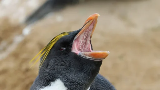 Penguin Mouth Mysteries: What's Really Inside?