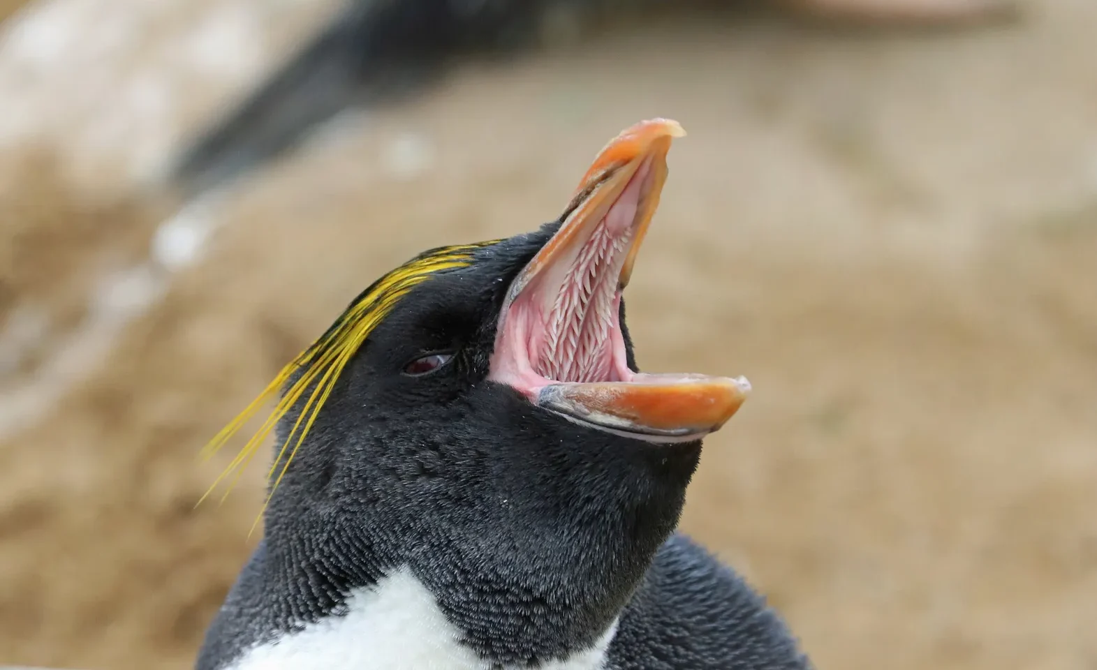 Penguin Mouth Mysteries: What's Really Inside?