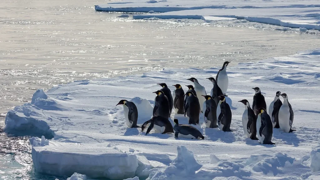 Penguins: Climate Change and Species Migration