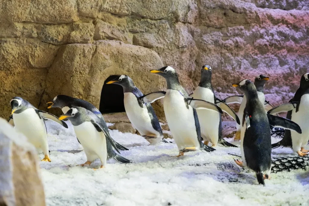 Penguins: The Role of Zoos and Aquariums