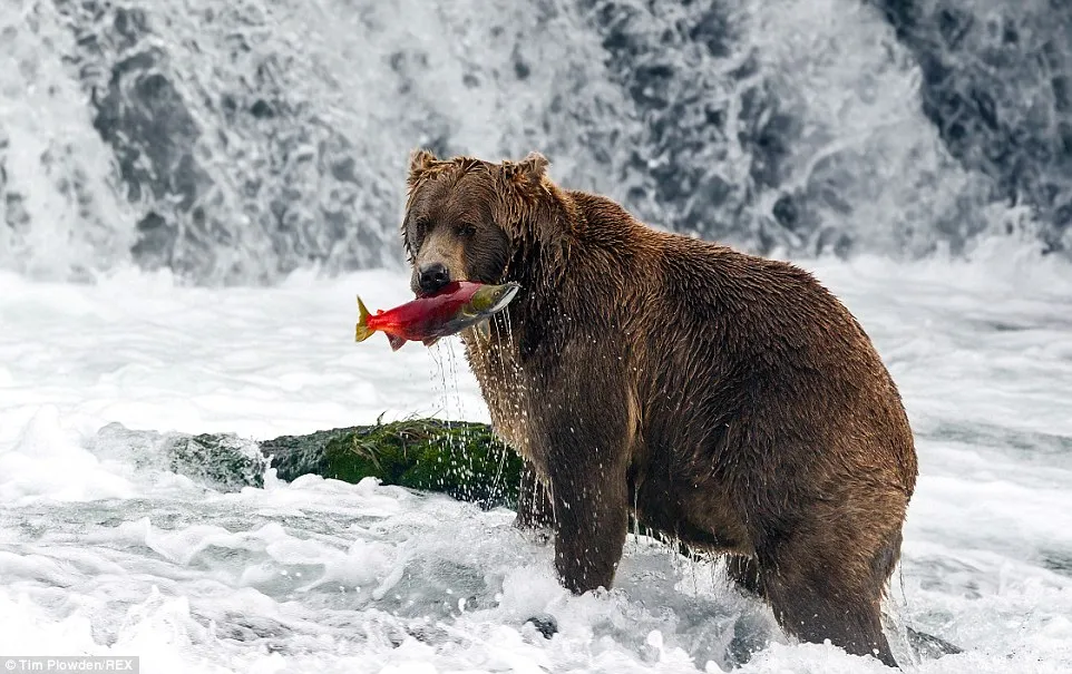 Penguins vs. Alaskan Wildlife