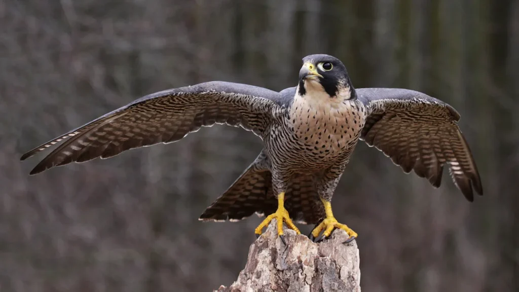 Peregrine Falcon - Texas Birds of Prey