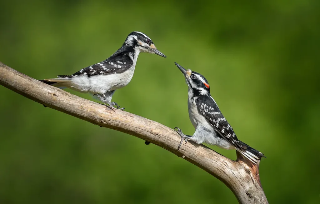 Physical Traits Differentiating Male and Female Woodpeckers