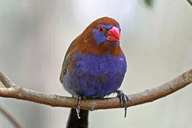 Purple Grenadier - Beautiful Purple Birds