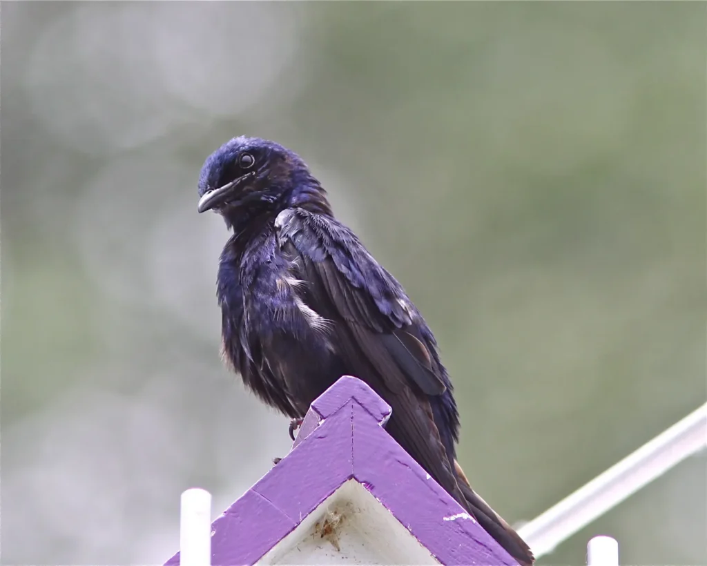 Purple Martin - Beautiful Purple Birds