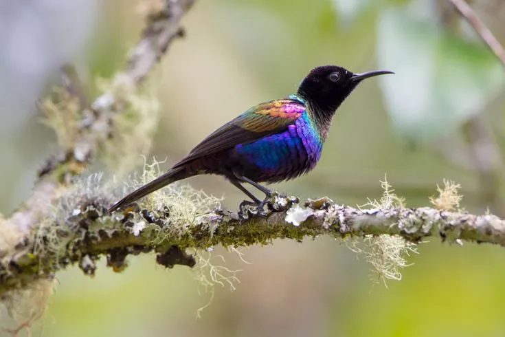 Purple Sunbird - Beautiful Purple Birds