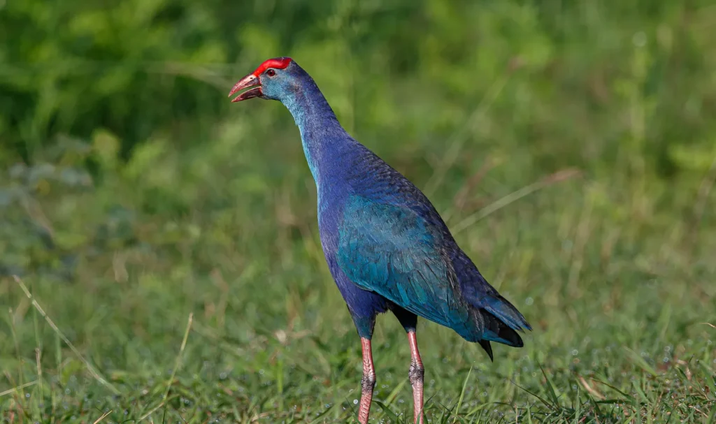 Purple Swamphen - Beautiful Purple Birds