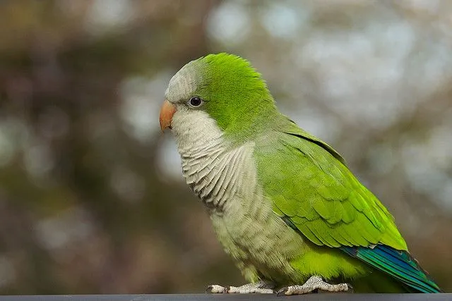 Quaker Parrots