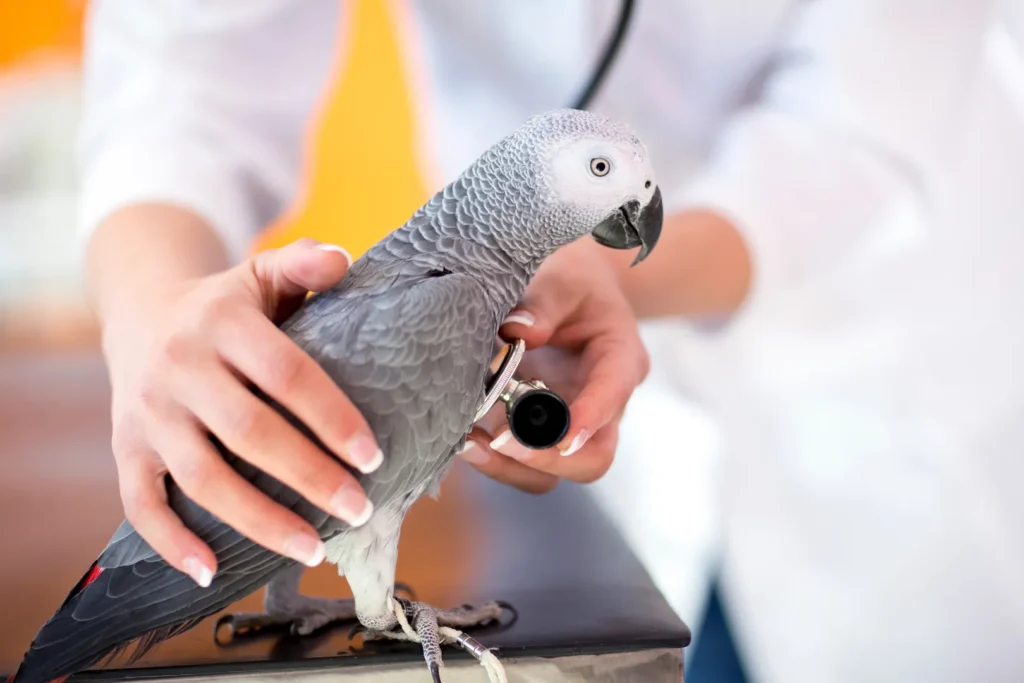 Recognizing the Symptoms of Chocolate Poisoning in Birds