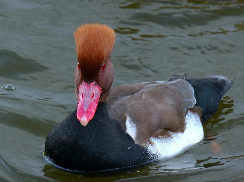 Red-Crested Pochard (Netta rufina) - Spanish Ducks