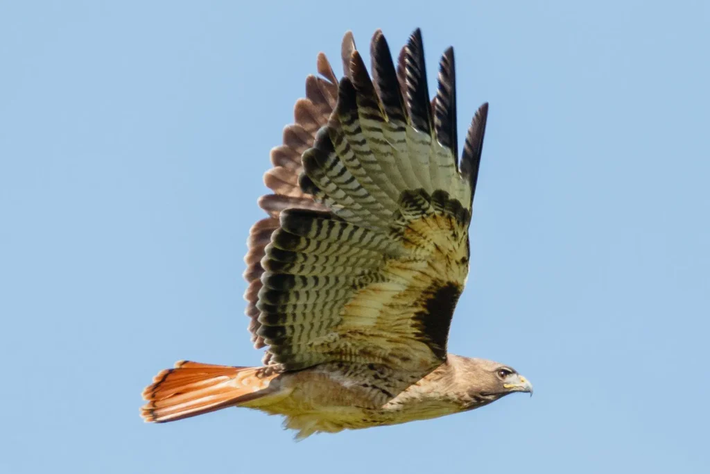 Red-Tailed Hawk - Texas Birds of Prey