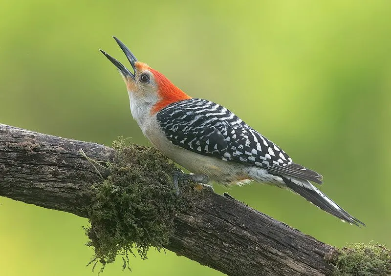 Red-bellied Woodpecker