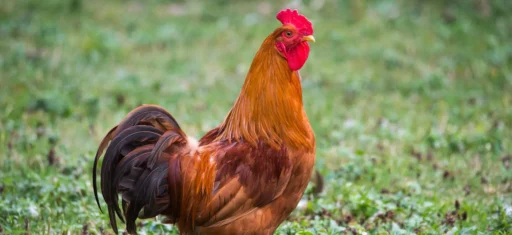 Rhode Island State Bird: America's Chicken Champion