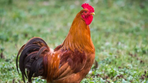 Rhode Island State Bird: America's Chicken Champion