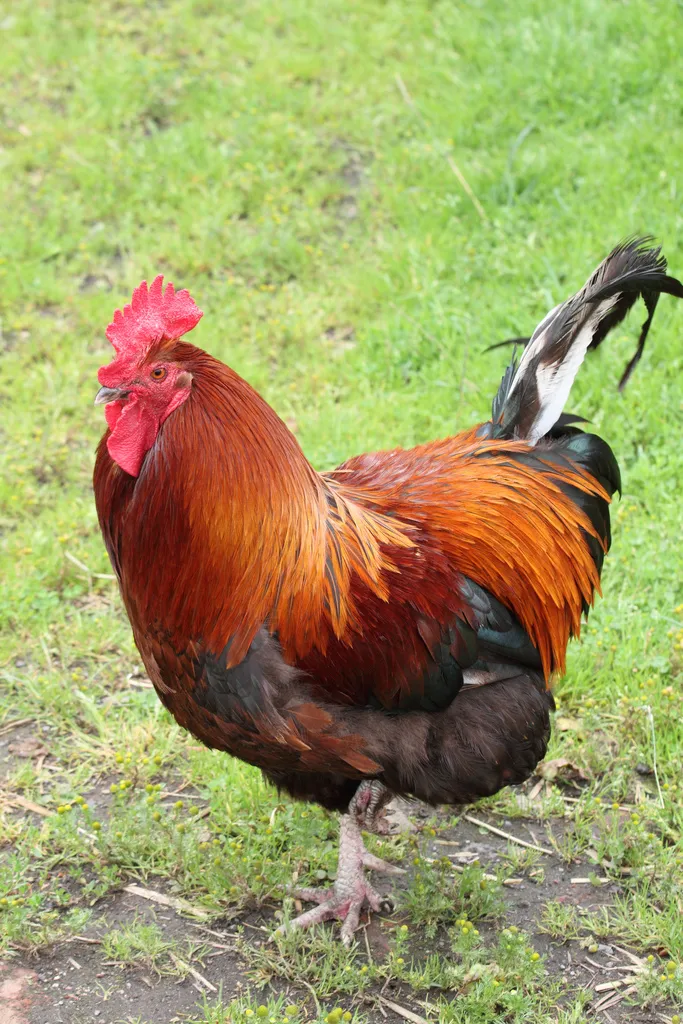 Rhode Island State Bird: Rhode Island Red