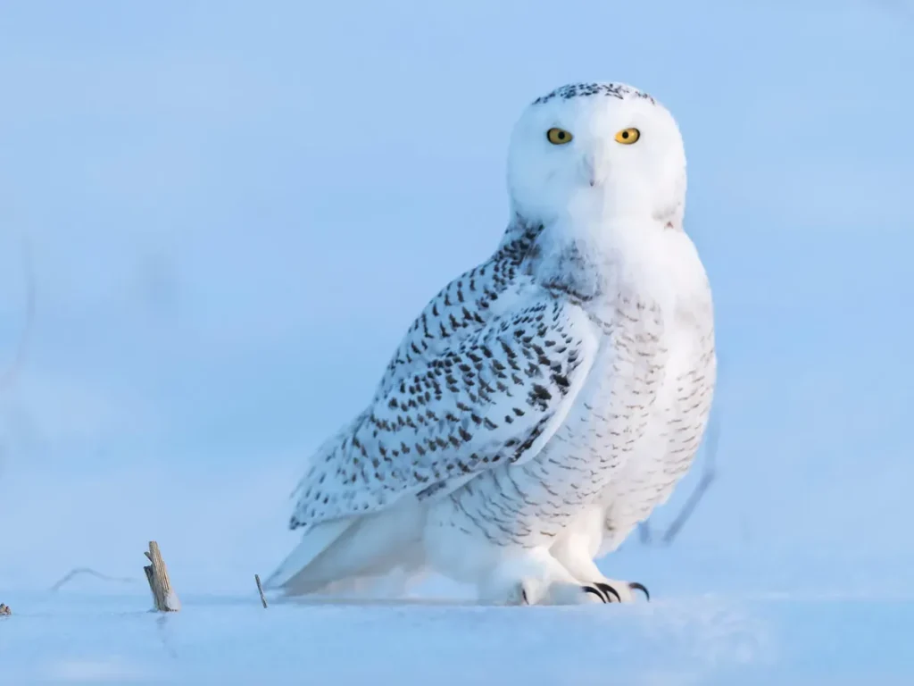 Snowy Owl - round birds