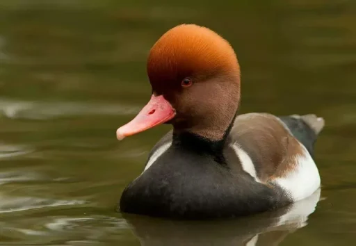 Spanish Ducks: All You Need to Know About Ducks of Spain