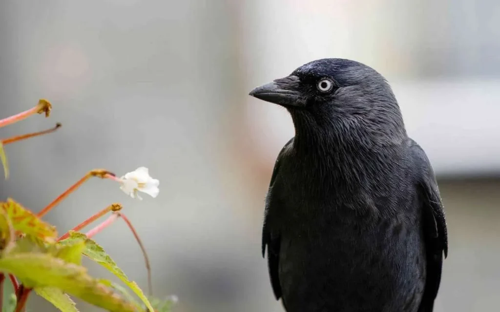 Spiritual and Religious Dimensions of Blackbird Symbolism