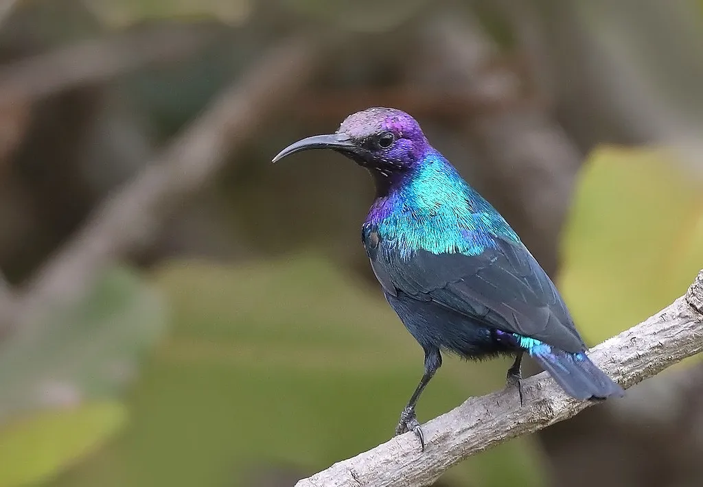 Splendid Sunbird - Beautiful Purple Birds