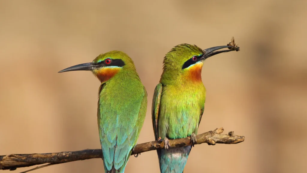 Do Birds Eat Bees? Spotlight on Bee-Eaters: Nature’s Bee Predators