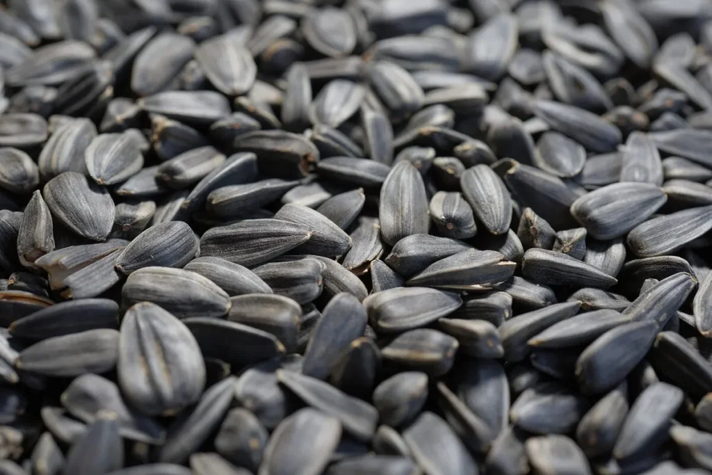 Sunflower Seed: A Bird Feeder Favorite