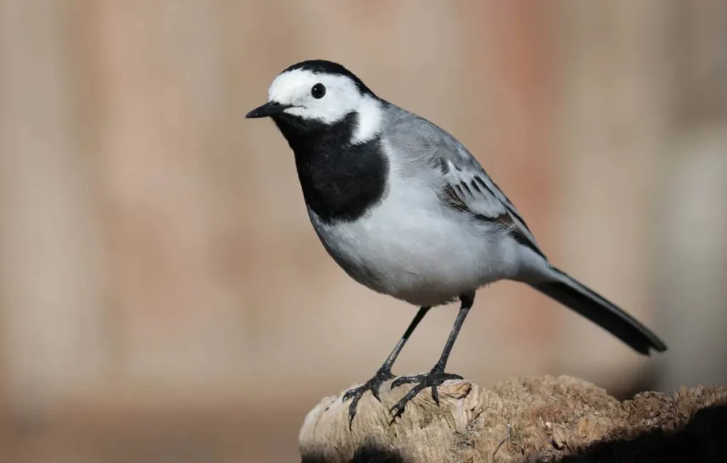 The Allure of Black and White Plumage