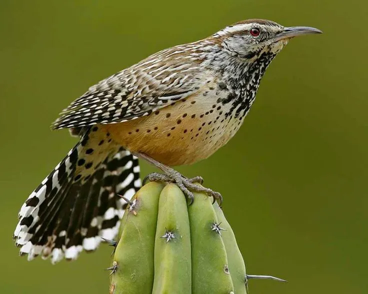 The Cactus Wren - The Most Iconic Birds of Arizona