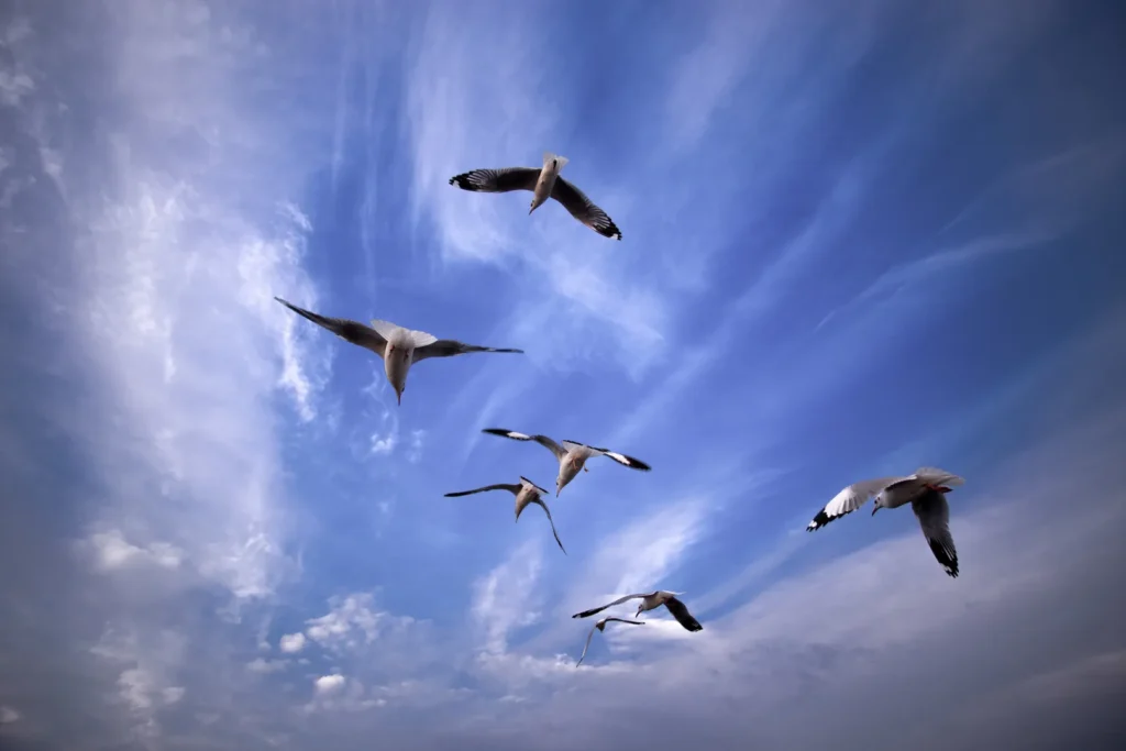 The Complex Mechanics of Bird Flight