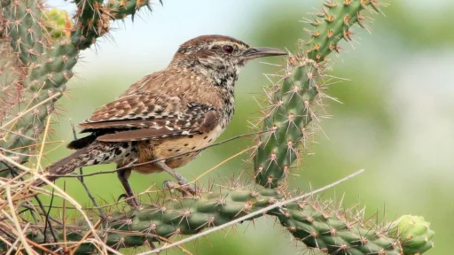 The Most Iconic Birds of Arizona: A Must-See List for Nature Lovers