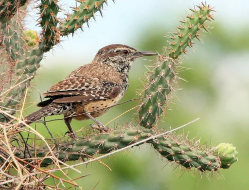 The Most Iconic Birds of Arizona: A Must-See List for Nature Lovers