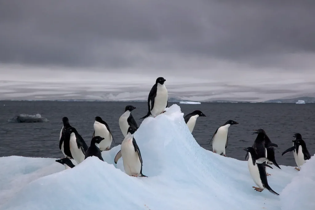 The Myth of Penguins in Alaska