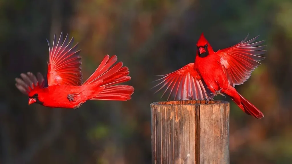 The Northern Cardinal: Kentucky's Beloved State Bird