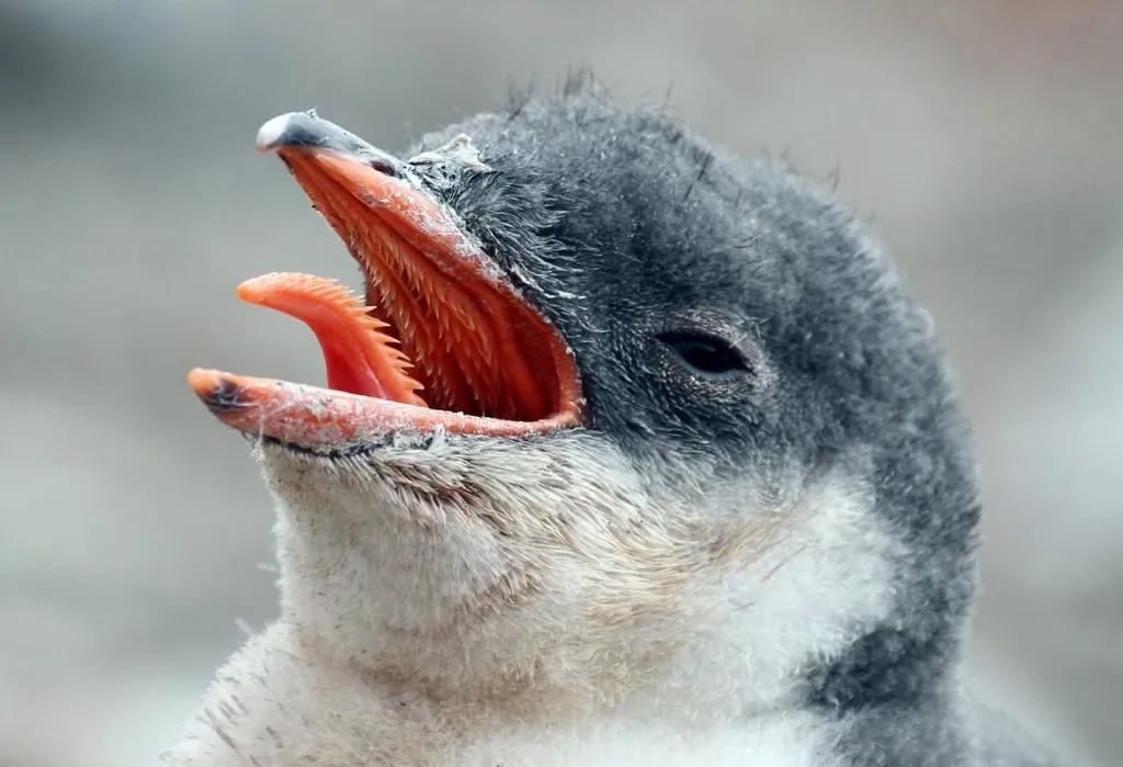 The Penguin Tongue: A Critical Component