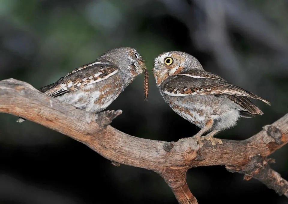 The Pint-Sized Elf Owl - The Most Iconic Birds of Arizona