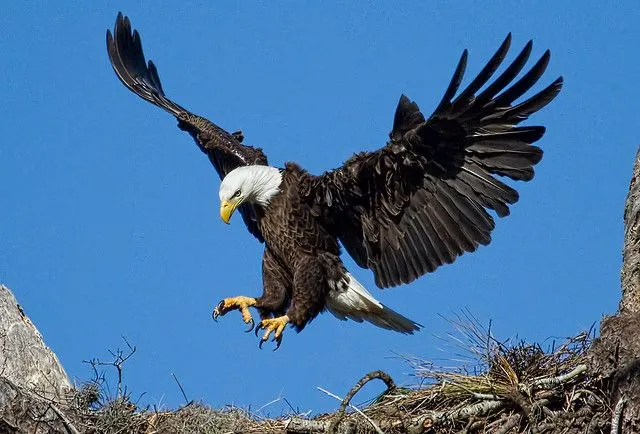 The Regal Bald Eagle - The Most Iconic Birds of Arizona